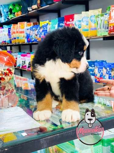 Bernés de la Montaña precio en Armenia 2 Bernés de la Montaña precio en Armenia - Image 2