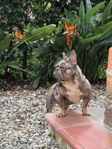 Monta de bulldog frances exotico 3 Monta de bulldog frances exotico - Image 3