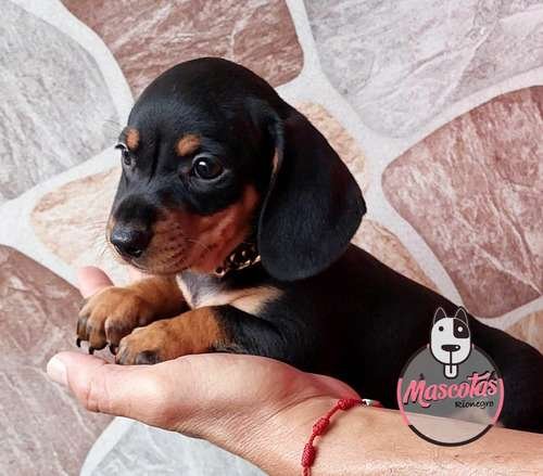 Venta de perros Teckel Negros Barranquilla 2 Venta de perros Teckel Negros Barranquilla - Image 2