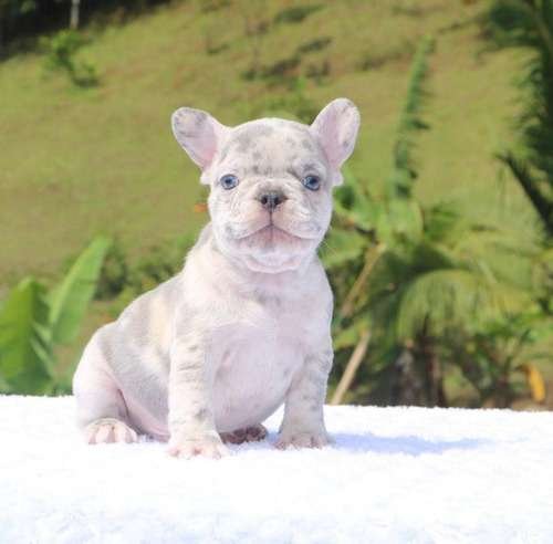 Precio Bulldog Francés en Valledupar 1 Precio Bulldog Francés en Valledupar