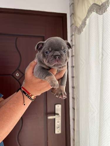 Comprar Cachorro De Bulldog Frances Mascotas Medellin 2 Comprar Cachorro De Bulldog Frances Mascotas Medellin - Image 2