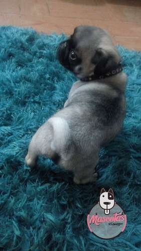 Pugs A La Venta En Medellin Colombia 2 Pugs A La Venta En Medellin Colombia - Image 2