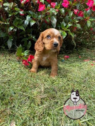 Cocker Spaniel Venta 2 Cocker Spaniel Venta - Image 2