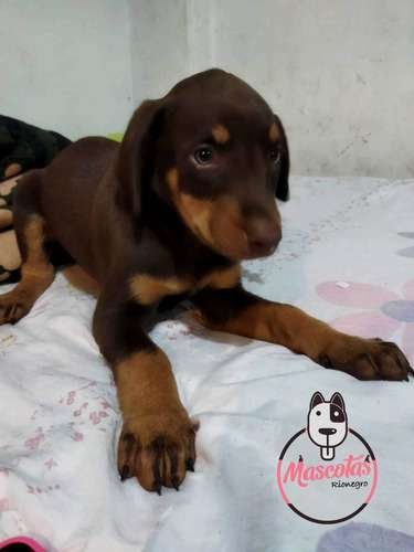 Precio Doberman Bogota Colombia 2 Precio Doberman Bogota Colombia - Image 2