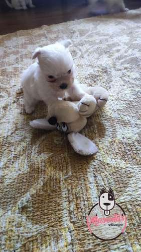 Perritos Maltes En Venta Cali Medellin Bogota 1 Perritos Maltes En Venta Cali Medellin Bogota