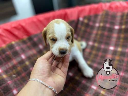 Perro Beagle cachorro precio 1 Perro Beagle cachorro precio
