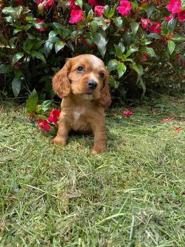 Cocker Spaniel Venta 1 Cocker Spaniel Venta