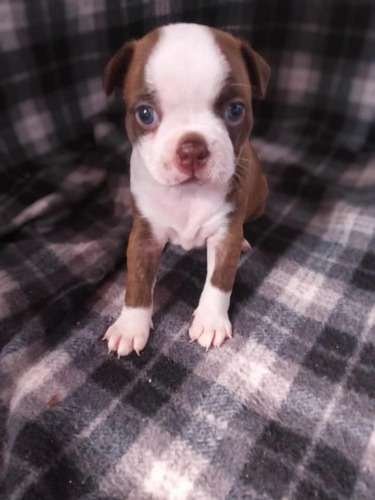 Boston Terrier Rojo Precio Colombia 1 Boston Terrier Rojo Precio Colombia