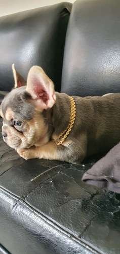 Bulldog Frances Lilac at Rionegro 4 Bulldog Frances Lilac at Rionegro - Image 4