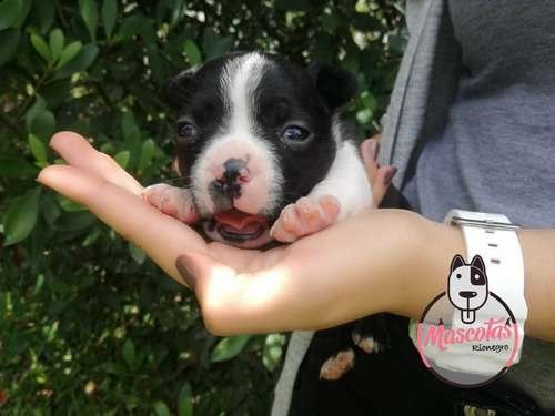 Perro Boston terrier precio 3 Perro Boston terrier precio - Image 3