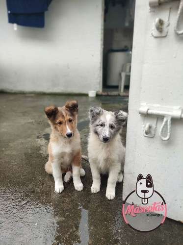 Comprar Pastor Shetland Medellin 1 Comprar Pastor Shetland Medellin