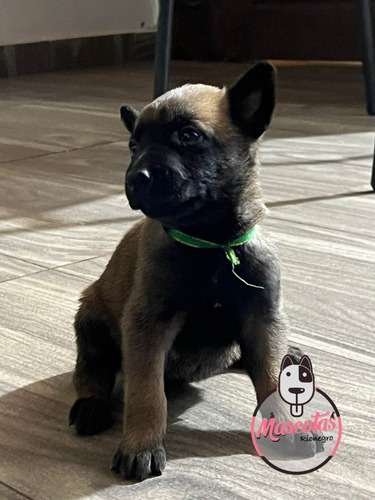 Precio Pastor Belga Medellin 1 Precio Pastor Belga Medellin