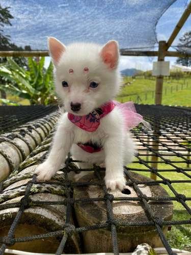 Pomsky Comprar 3 Pomsky Comprar - Image 3