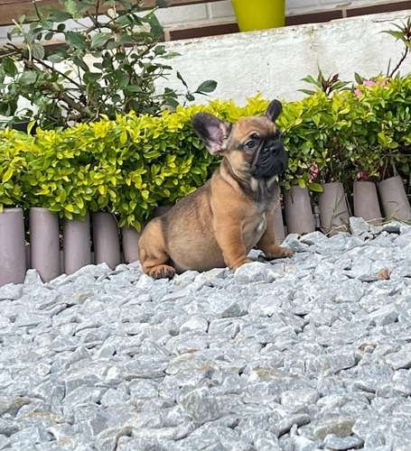 Bulldog Frances Fawn precio medellin 2 Bulldog Frances Fawn precio medellin - Image 2