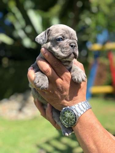 Bulldog Francés precio en Armenia 2 Bulldog Francés precio en Armenia - Image 2