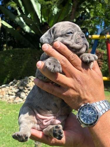 Bulldog Francés precio en Armenia 5 Bulldog Francés precio en Armenia - Image 5