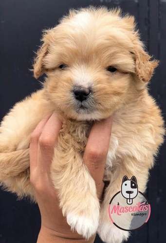 Perros Malteses En Venta Para Entrega 1 Perros Malteses En Venta Para Entrega