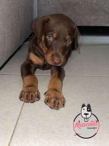 Precio Doberman Bogota Colombia 1 Precio Doberman Bogota Colombia