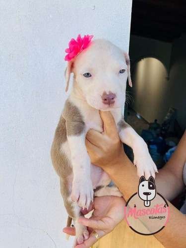 Precio American Pitbull Terrier 1 Precio American Pitbull Terrier