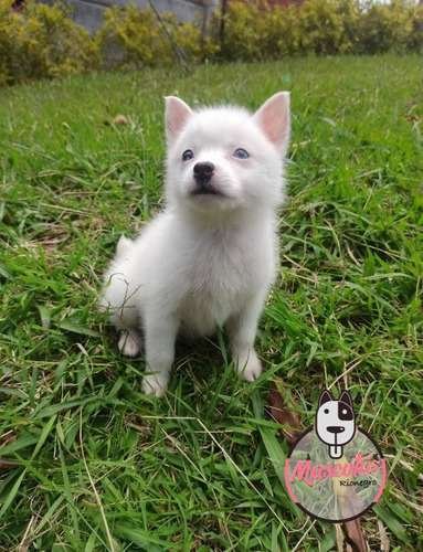 Precio Pomsky en Sincelejo 2 Precio Pomsky en Sincelejo - Image 2
