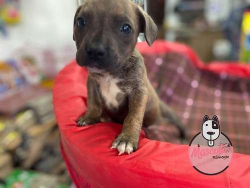 Venta Pitbulls Mascotas Medellin Bogota Cali 3 Venta Pitbulls Mascotas Medellin Bogota Cali - Image 3