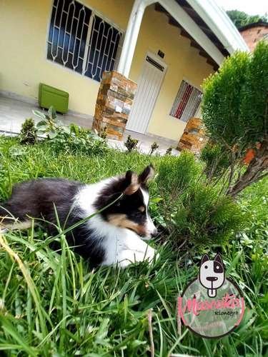 Criadero Pastor Shetland 1 Criadero Pastor Shetland