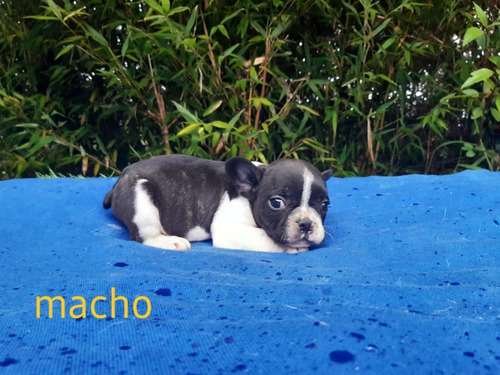 Bulldog Frances Black Merle Bogota 3 Bulldog Frances Black Merle Bogota - Image 3