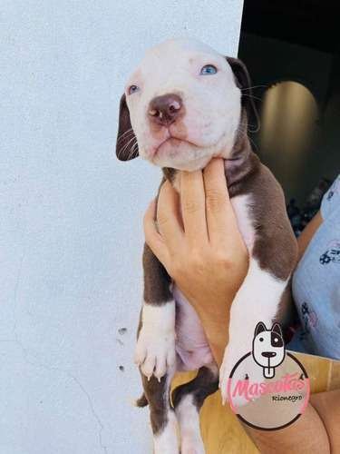 Precio Pitbull Bully 2 Precio Pitbull Bully - Image 2