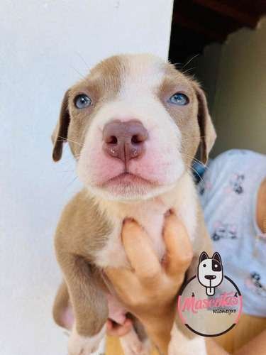 Precio Pitbull Bully 1 Precio Pitbull Bully