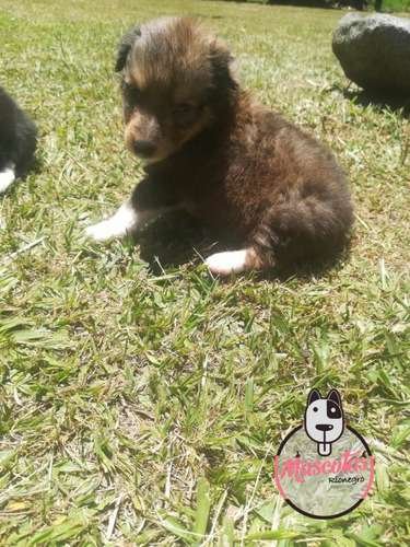 Pastor Shetland Venta 1 Pastor Shetland Venta