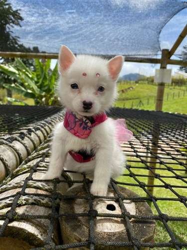 Pomsky Comprar 2 Pomsky Comprar - Image 2