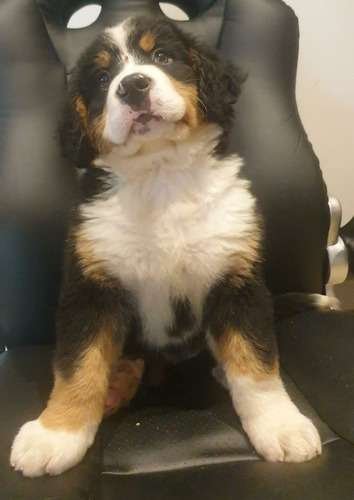 Venta De Boyero De Berna Mascotas Rionegro Medellín 1 Venta De Boyero De Berna Mascotas Rionegro Medellín