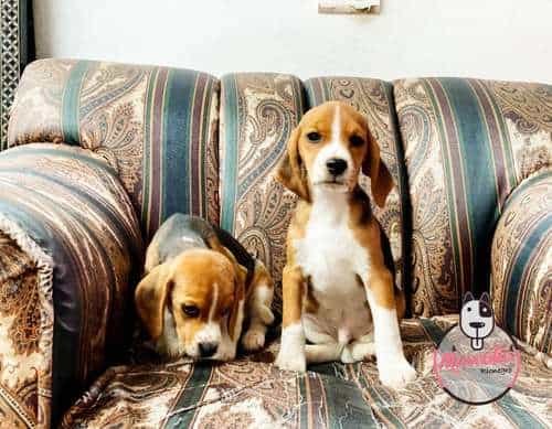 Perro Beagle Precio 1 Perro Beagle Precio