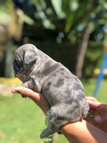 Bulldog Francés precio en Armenia 3 Bulldog Francés precio en Armenia - Image 3