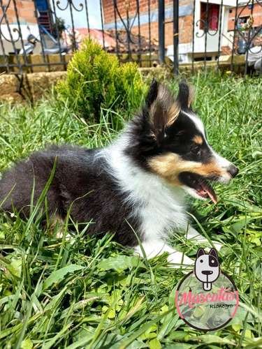 Criadero Pastor Shetland 2 Criadero Pastor Shetland - Image 2