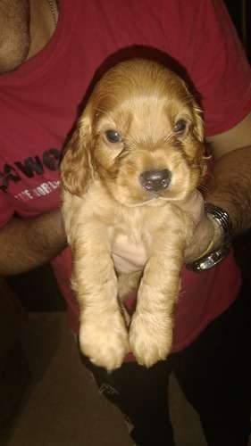 Perro Cocker Spaniel Precio Rebajado 1 Perro Cocker Spaniel Precio Rebajado