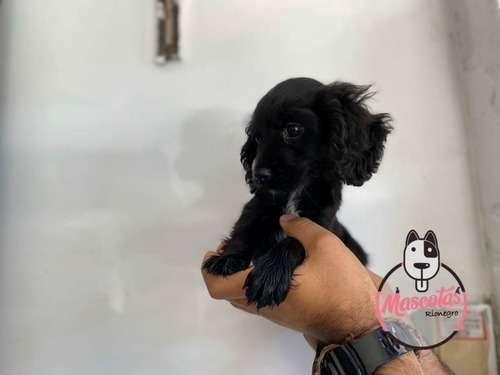 Venta De Perros Cocker Baratos 2 Venta De Perros Cocker Baratos - Image 2