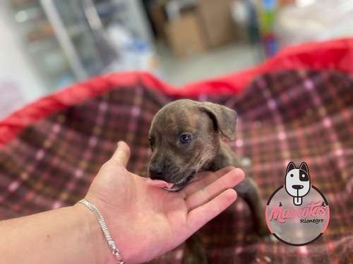 Venta Pitbulls Mascotas Medellin Bogota Cali 1 Venta Pitbulls Mascotas Medellin Bogota Cali