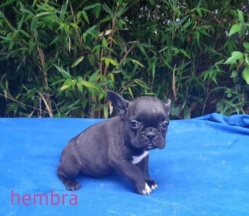 Criadero De Bulldog Frances Tradicional 1 Criadero De Bulldog Frances Tradicional