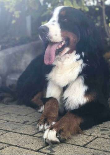 Bernés de la Montaña precio en Armenia 1 Bernés de la Montaña precio en Armenia