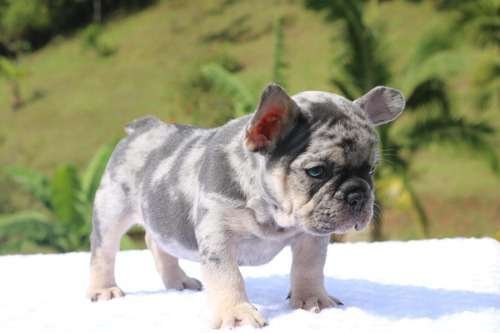 Precio Bulldog Francés en Valledupar 4 Precio Bulldog Francés en Valledupar - Image 4