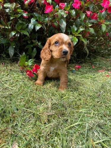 Cocker Spaniel Bebe Precio 2 Cocker Spaniel Bebe Precio - Image 2