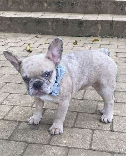 Criadores De Perros Bulldog Frances 1 Criadores De Perros Bulldog Frances