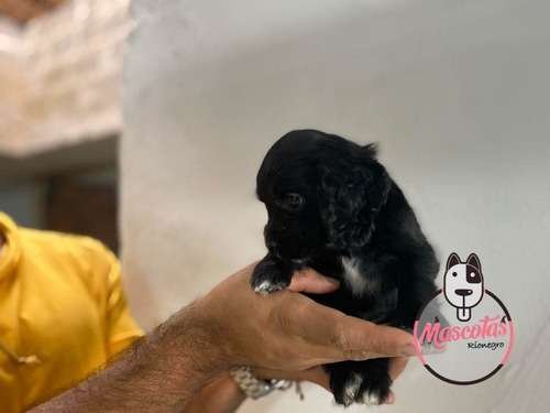 Venta De Perros Cocker Baratos 1 Venta De Perros Cocker Baratos