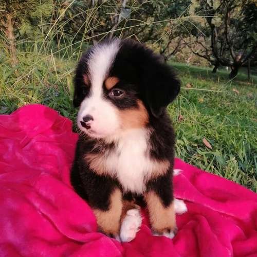 Bernés de la Montaña precio en Pereira 2 Bernés de la Montaña precio en Pereira - Image 2