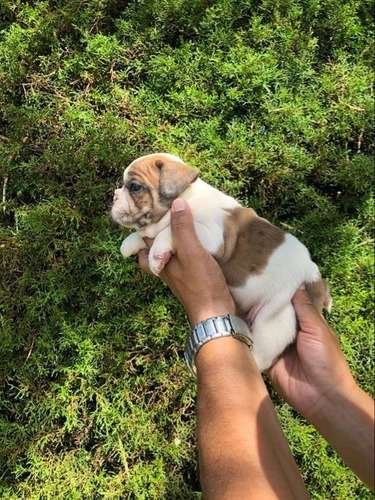 Monta de bulldog frances exotico 2 Monta de bulldog frances exotico - Image 2