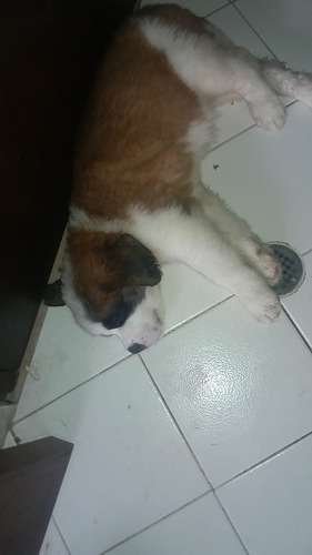perro san bernardo precio Medellín 1 perro san bernardo precio Medellín