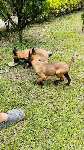 Pastor Belga Criadero Medellin Bogota 1 Pastor Belga Criadero Medellin Bogota