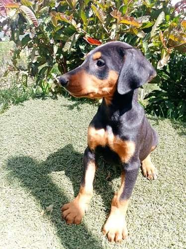 Doberman precio en Pereira 1 Doberman precio en Pereira