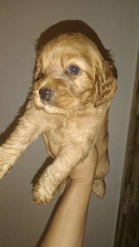 Perro Cocker Spaniel Precio Rebajado 2 Perro Cocker Spaniel Precio Rebajado - Image 2